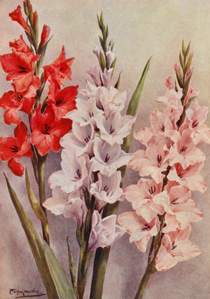 A group of Modern Gladioli (colour litho)