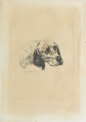 An English Setter (etching)