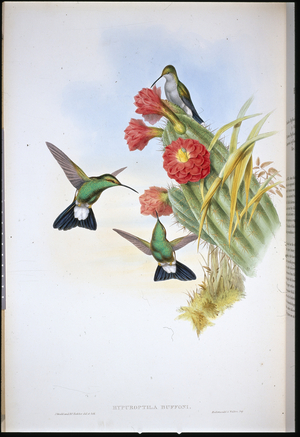 Buffon's Plumeleteer (Hypuroptila Buffoni) (hand-coloured litho)