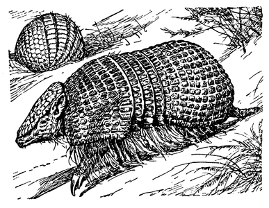 Armadillo