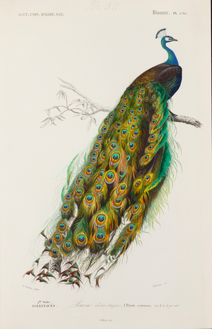 Indian peafowl or peacock (Pavo cristatus), 1843-1849 (Plate)