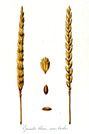 French 19th century illustration of ears of corn