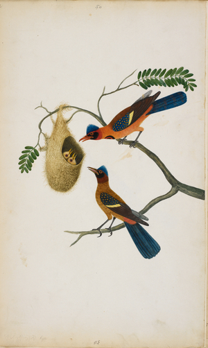 A female Partridge (possibly).
Perched on a finely detailed branch of Indian Laburnum (amaltas), 'Cassia fistula'. Possibly the female of the See-see Partridge ('Ammoperdix griseogularis').
