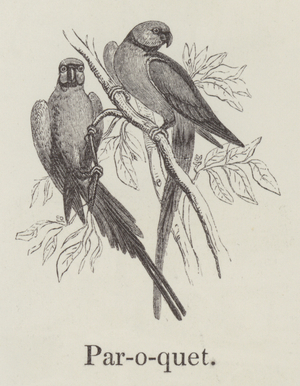 Paroquet (engraving)