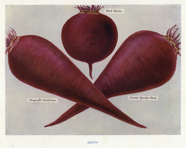 Vegetable Grower's Guide: Beets (colour litho)