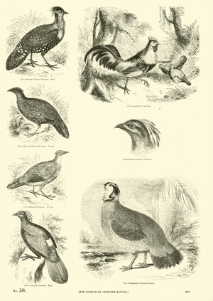 Page from The Pictorial Museum of Animated Nature (engraving)