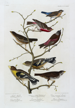 Seven birds. Colour Illustration by Audubon; Lazuli Finch, Crimson-necked Bull-finch, Grey-crowned Linnet, Cow-Pen Bird, Evening Grosbeak and Brown Longspur.
