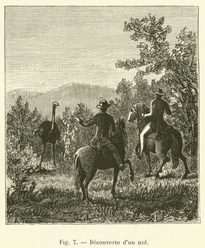 Decouverte d'un nid (engraving)