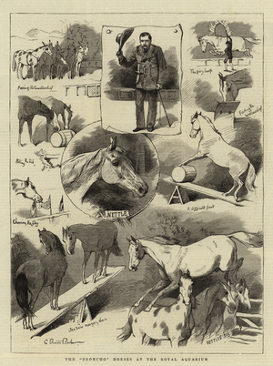 The "Broncho" Horses at the Royal Aquarium (engraving)