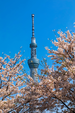 Japan, Honshu, Tokyo, Asakusa, Tokyo Sky Tree Tower and Cherry Blossom (photo)
