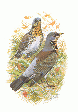 Fieldfares, from The RSPB Book of Birds pub. by Hamlyn, 1976 (colour litho)