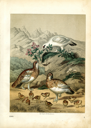 Rock Ptarmigans with Chicks in the Mountains (hand-coloured engraving)