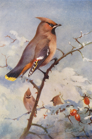 Waxwing (colour litho)