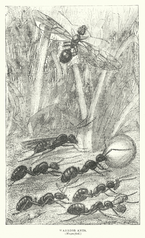 Warrior Ants (engraving)