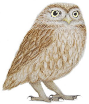 Little Owl, 2011 (watercolour paint and pencil on paper)