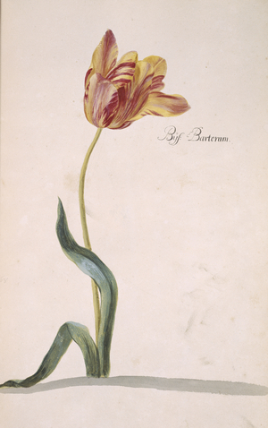 Tulipa sp.