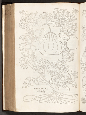 BT3.267.5 p.368 Gourd, illustration from 'De historia stirpium commentarii insignes' by Leonhart Fuchs, 1542 (litho)