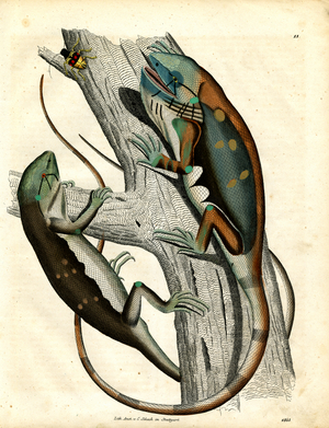 Iguanas on a Tree Trunk (hand-coloured litho)