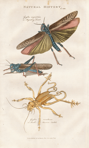 Migratory Locust and South American Cricket, 1813 (engraving)