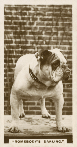 Comic Animals, Somebody's Darling (b/w photo)