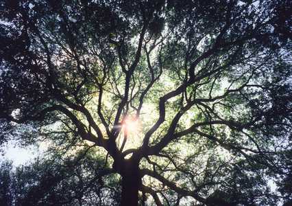 Crown vegetation of a Live Oak tree in the Garden District of New Orleans, Louisiana, 1983 (photo)