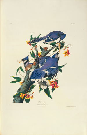 Cyanocitta cristata, Blue Jay, Plate 102 from John James Audubon's Birds of America, original double elephant folio, 1827-30 (hand-coloured aquatint)
