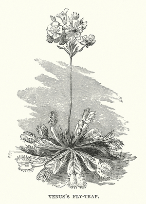 Venus's Fly-trap (engraving)