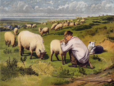 The Young Shepherd (colour litho)