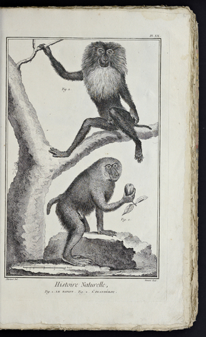 Recueil de planches, sur les sciences, les arts libéraux, et les arts méchaniques, avec leur explication by Diderot, Denis, 1762 (print)