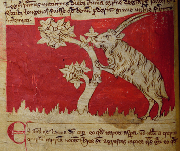 CCA-LitMs/D/10 fol.1v Goat, from Bestiary (imperfect), early 14th century (parchment)