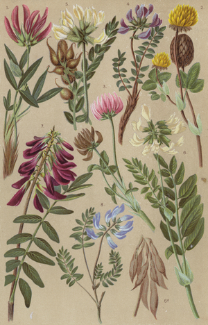 Alpine flora (chromolitho)