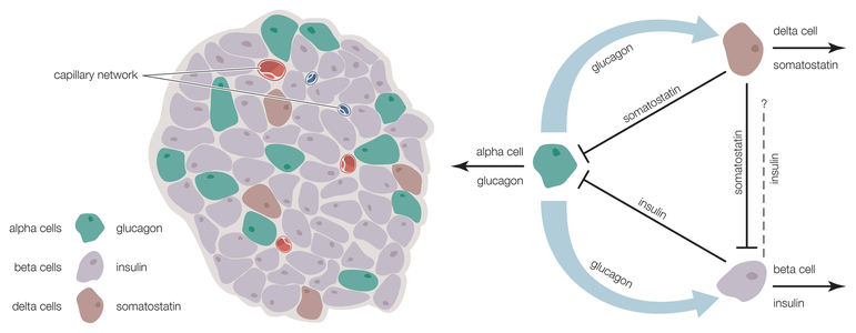 The islets of Langerhans contain alpha, beta, and delta cells that produce glucagon, insulin, and somatostatin, respectively.
