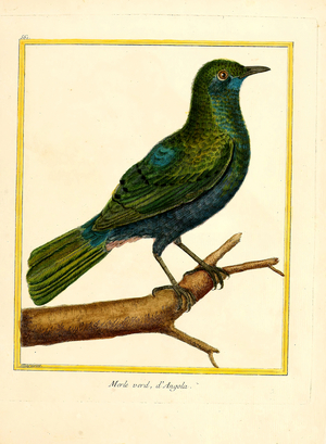 Green Glossy Starling from Angola (print)