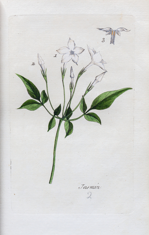 Jasmine, 1776 (watercolour print)