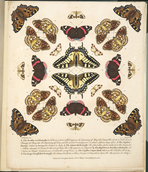 Plate II,  from A Rare Depiction of Butterflies and Moths, pub. 1764 (hand coloured engraving)