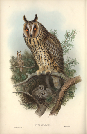 Asio otus