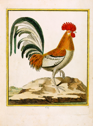 Rooster (print)