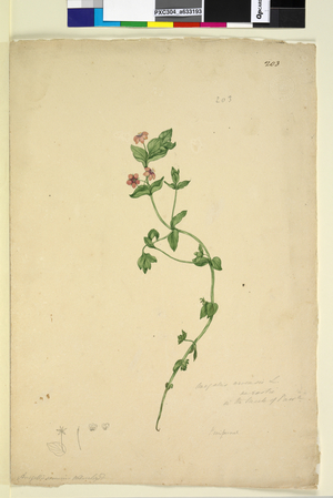 Page 203. Anagallis arvenis, c.1803-06 (watercolour, pen, ink and pencil)