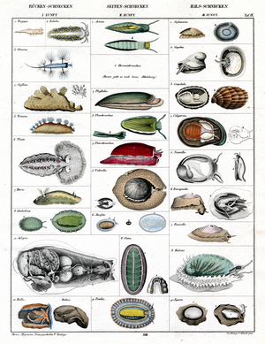 Systematics of Snails (print)