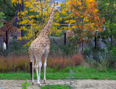 28903N ZOO de VINCENNES PARIS?