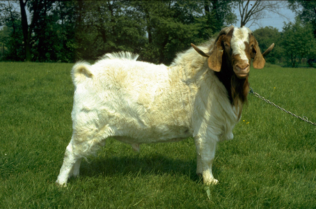 Boer goat, 1990 (photo)