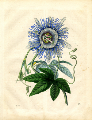Blue Passion Flower in Full Bloom (engraving)