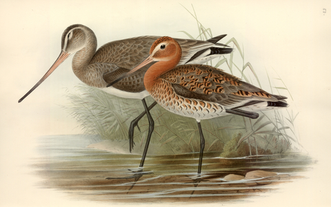 Limosa limosa
