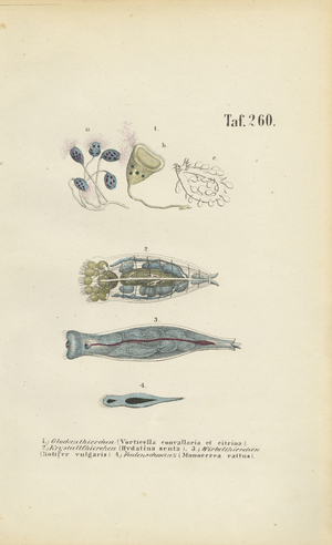 Microscopic Single-celled Organisms: Bell Animalcules, Rotifers and Flatworm, 1850 (lithography)