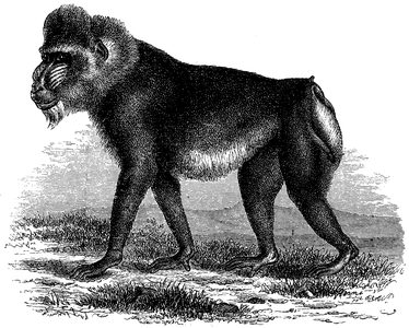 Mandrill