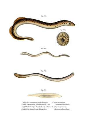 Sea Lamprey (colour litho)