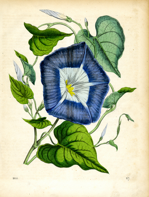 Blue Morning Glory in Bloom (litho)