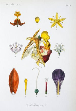 Nectaries from various flowers
