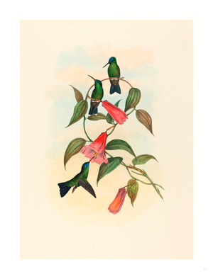 Eucephala Smaragdocaerulea (Gould's Wood Nymph), Colored Lithograph