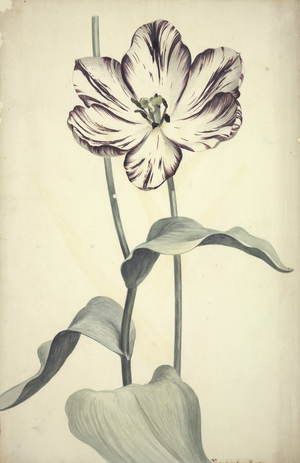 Tulipa cultivar